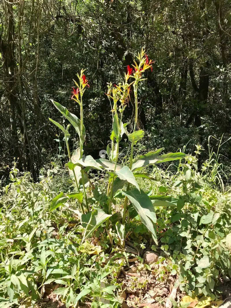Terreno à venda no Silveira Martins: 