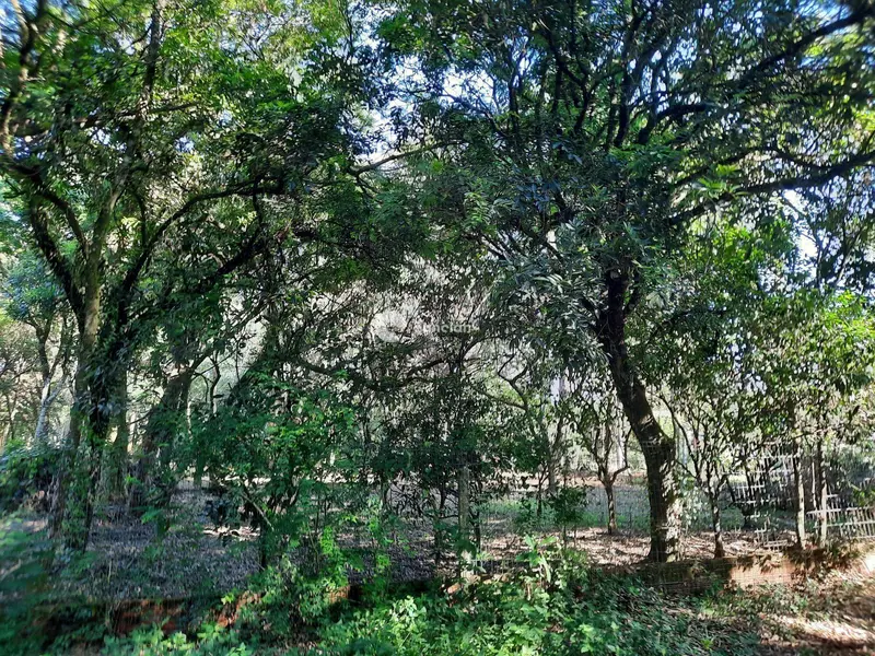 Terreno à venda no Vila Etelvina: 