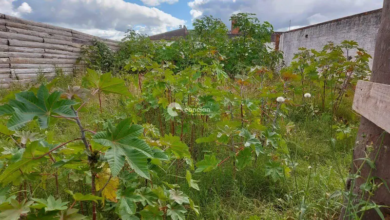 Terreno à venda no Noal:
