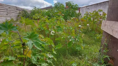 Terreno à venda no Noal: 