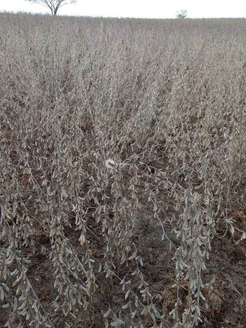 Área Rural à venda no Zona Rural: 