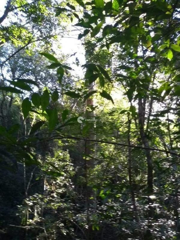 Terreno à venda no Cerrito: 