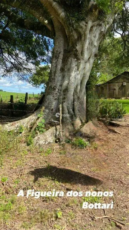 Chácara à venda no Vila Cattani: